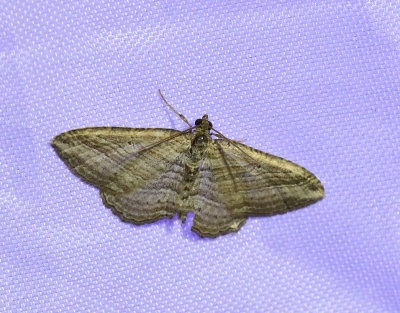 Mångstreckad fältmätare Costaconvexa polygrammata
