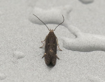 Getväpplingspalpmal Aproaerema anthyllidellum