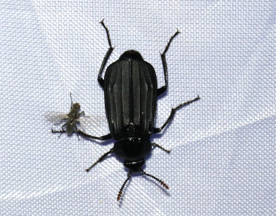 Asbaggar   Silphidae