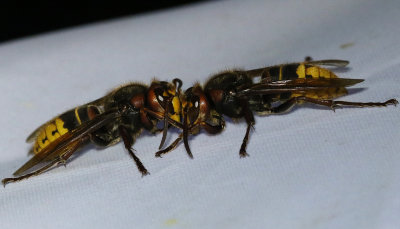 Bumblebees/Wasps/Honeybees