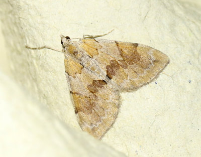 Brunbandad fältmätare Pennithera firmata