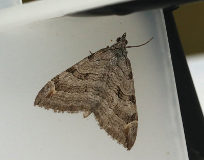 Mellantaggmätare Aplocera plagiata