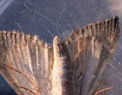 Mellantaggmätare Aplocera plagiata