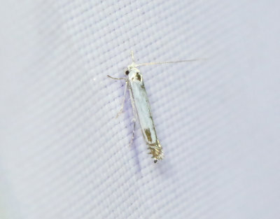 Körsbärslansettmal Lyonetia clerkella