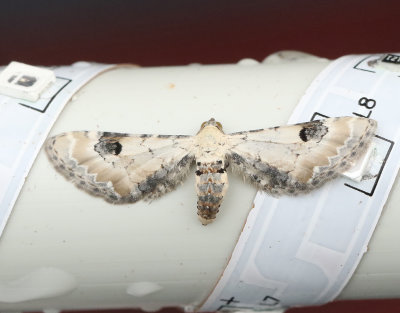 Klintmalmätare Eupithecia centaureata