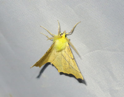 Alflikmätare Ennomos alniaria
