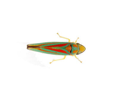 Graphocephala fennahi