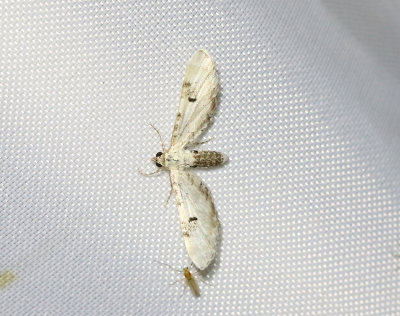Klintmalmätare Eupithecia centaureata