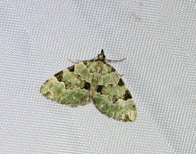 Gräsgrön fältmätare Colostygia pectinataria