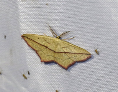 Gul syramätare Timandra comae