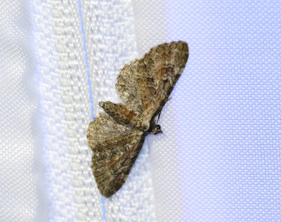 Röllikamalmätare Eupithecia icterata