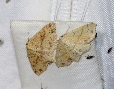 Brunvattrad gördelmätare Cyclophora porata