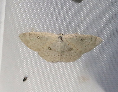 Björkgördelmätare Cyclophora albipunctata