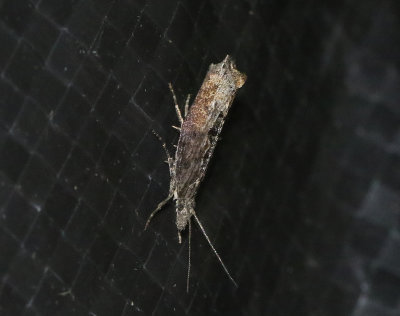 Slånhöstmal Ypsolopha horridella