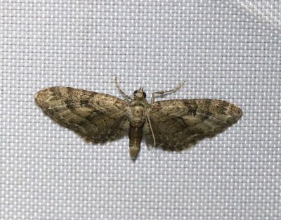 Streckad enmalmätare Eupithecia pusillata