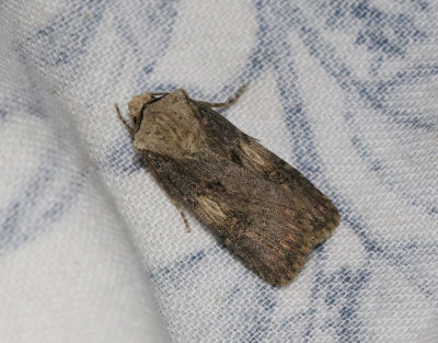 Ovalflcksjordfly  Agrotis puta