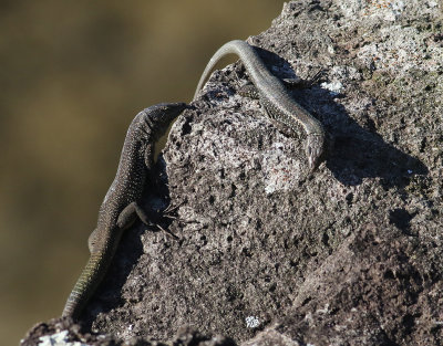 Madeira Wall Lizard Lacerta dugesii