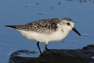 Sandlpare  Sanderling  Calidris alba