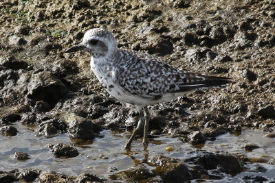 Kustpipare Grey plover Pluvialis squatarola