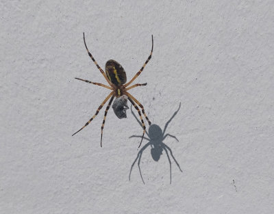 Getingspindel Argiope bruennichiWasp spider