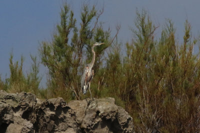 Amerikansk gråhäger Great blue heron Ardea herodias