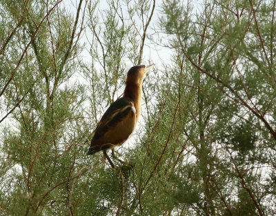 Amerikansk dvrgrrdrom  Least bittern  Ixobrychus exilis