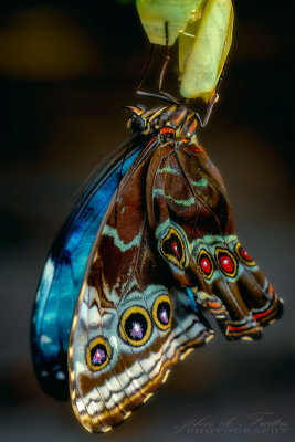 2019 - Butterfly Conservatory Cambridge - Waterloo, Ontario -Canada