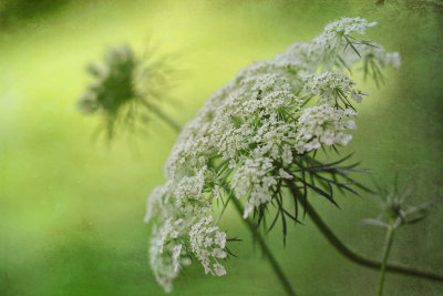 2019 - Queen Anne's Lace - Kitchener, Ontario - Canada