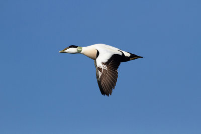 Common Eider - Ejder