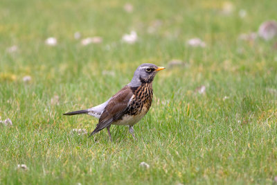 Fieldfare - Björktrast