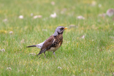 Fieldfare - Bjrktrast