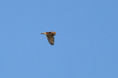 Short-eared Owl - Jorduggla