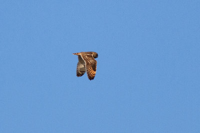 Short-eared Owl - Jorduggla