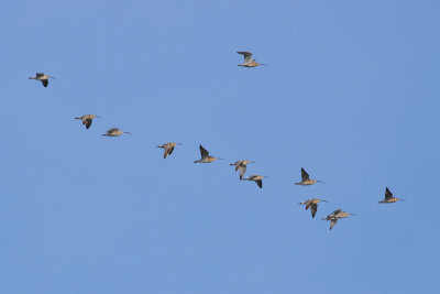 Eurasian Curlew - Storspov