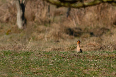 Eurasian Hoopoe - Hrfgel