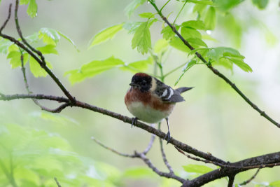 Bay-breastyed Warbler