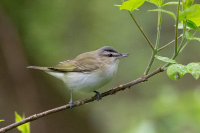 Red-eyed Vireo