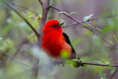 Scarlet Tanager