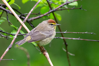 Palm Warbler