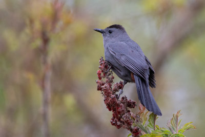 Gray Catbird