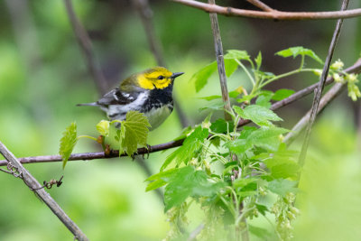 Black-throated Green Warbler