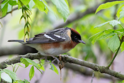 Bay-breasted Warbler