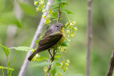 Nashville Warbler