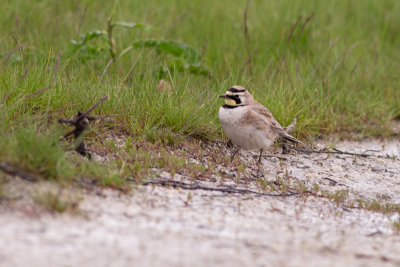 Horned Lark