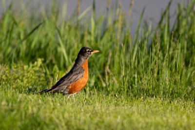 American Robin