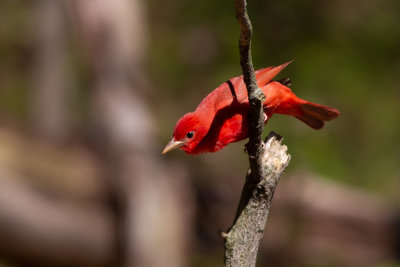 Summer Tanager