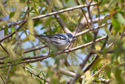 Cerulean Warbler