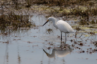 Snowy Egret