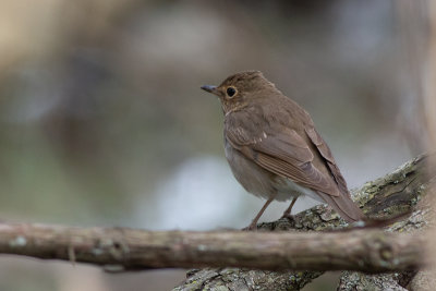 Swainson's Thrush