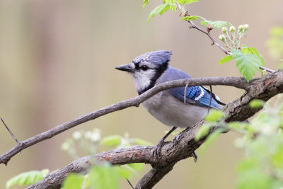 Blue Jay